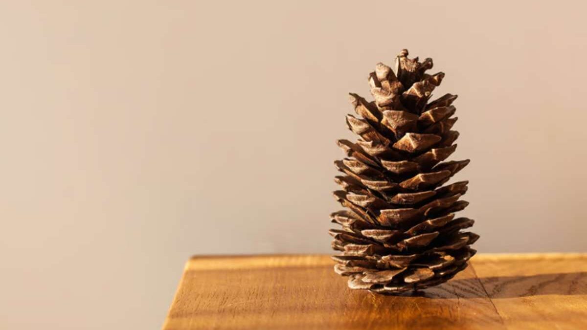 Préparer pomme de pain avant utilisation
