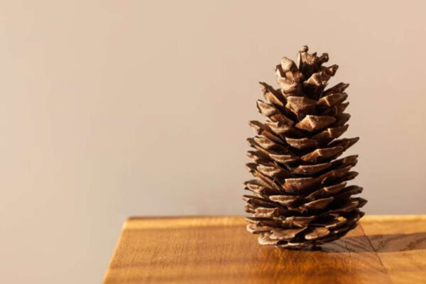 Préparer pomme de pain avant utilisation